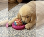 Small #4 English Cream Golden Retriever