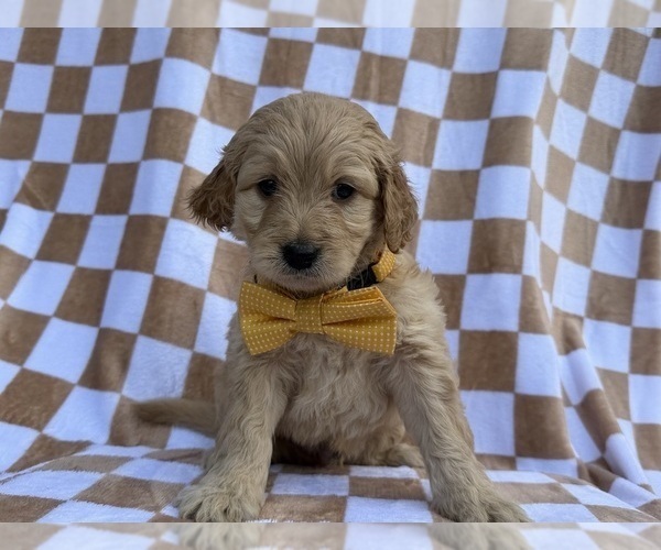Medium Photo #1 Goldendoodle Puppy For Sale in LAKELAND, FL, USA