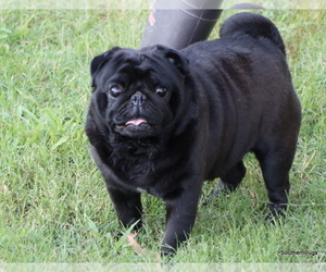Father of the Pug puppies born on 09/04/2025