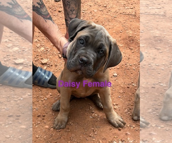 Medium Photo #14 Cane Corso Puppy For Sale in ROCKMART, GA, USA