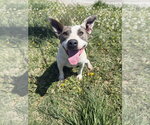 Small #4 Mutt