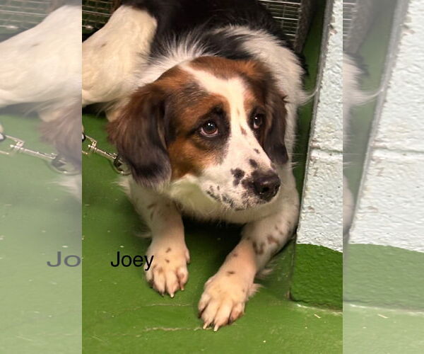 Medium Photo #4 Beagle-Unknown Mix Puppy For Sale in Rustburg, VA, USA