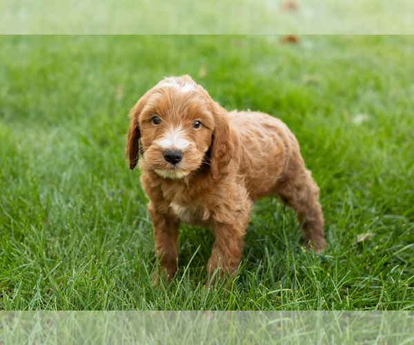 Medium Photo #32 Goldendoodle-Poodle (Miniature) Mix Puppy For Sale in NAPPANEE, IN, USA