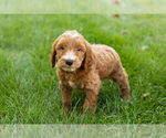 Small #31 Goldendoodle-Poodle (Miniature) Mix