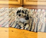 Small Photo #1 Miniature Australian Shepherd-Poodle (Standard) Mix Puppy For Sale in HAMILTON, MI, USA