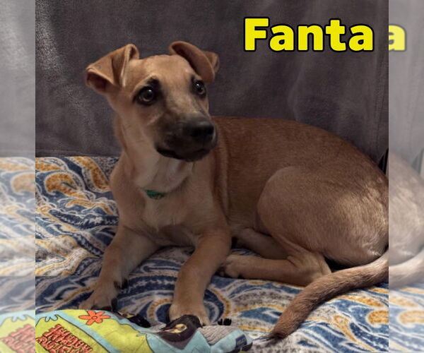 Medium Photo #6 Dachshund-Unknown Mix Puppy For Sale in San Antonio, TX, USA