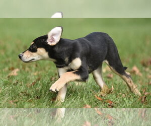 Tweeny - Female Australian Shepherd-Unknown Mix Dog for Adoption - Photo #6