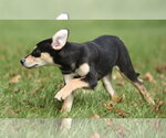 Small Photo #6 Australian Shepherd-Unknown Mix Puppy For Sale in Mechanicsburg, PA, USA