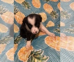Small Photo #29 Border Collie Puppy For Sale in AIKEN, SC, USA