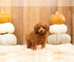 Small Photo #4 Poodle (Miniature) Puppy For Sale in WARSAW, IN, USA