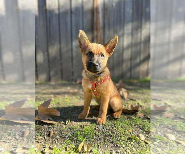 Medium Photo #1 Mutt Puppy For Sale in San Diego, CA, USA