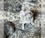 Small Photo #6 French Bulldog Puppy For Sale in GIG HARBOR, WA, USA