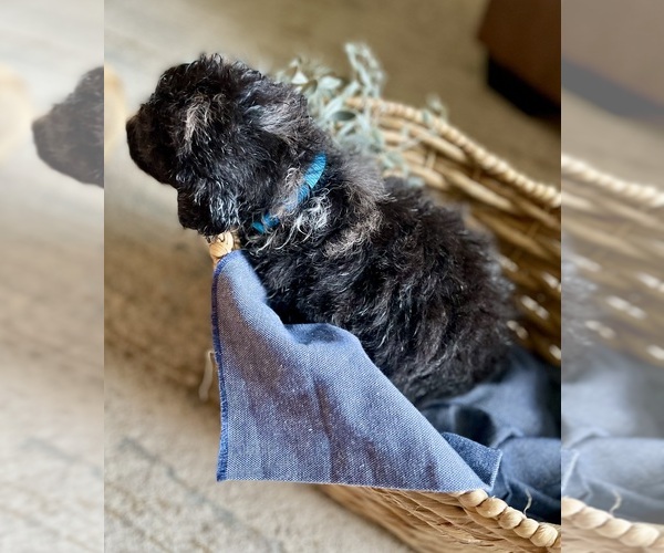 Medium Photo #2 Bernedoodle Puppy For Sale in BUFFALO, MO, USA