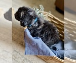 Small Photo #13 Bernedoodle Puppy For Sale in BUFFALO, MO, USA