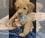 Small #2 Poodle (Toy)