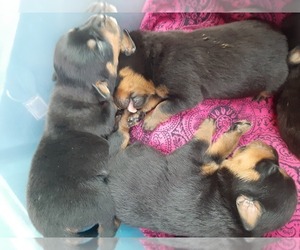 Rottweiler Puppy for sale in VANCOUVER, WA, USA