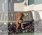 Small Photo #2 Rhodesian Ridgeback Puppy For Sale in CLOVIS, CA, USA