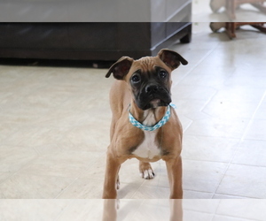 Boxer Puppy for sale in SHILOH, OH, USA