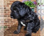 Small #7 Aussiedoodle