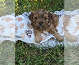 Morkie Puppy for sale in LAKEVILLE, MN, USA