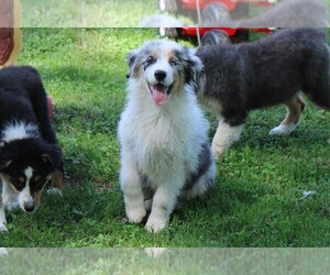 Australian Shepherd Puppy for sale in KANSAS, OK, USA