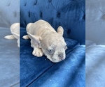 Small Photo #43 French Bulldog Puppy For Sale in CINCINNATI, OH, USA