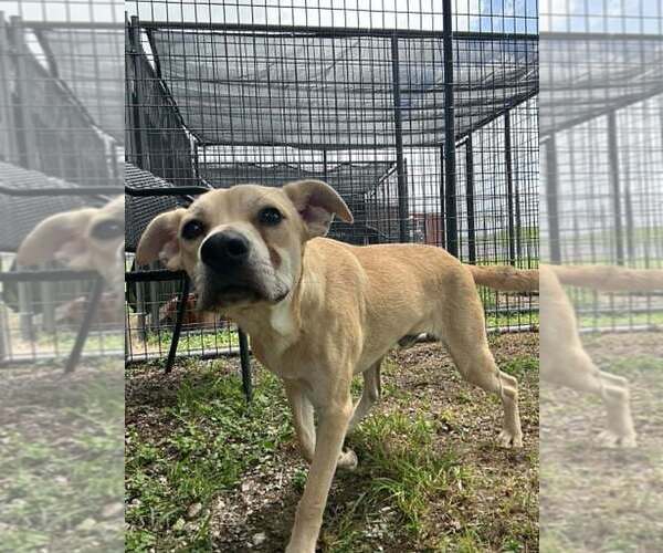 Medium Photo #4 Mutt Puppy For Sale in Abbeville, LA, USA