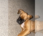 Small Photo #35 Boxer Puppy For Sale in COWETA, OK, USA