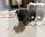 Small #27 French Bulldog