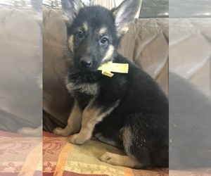 German Shepherd Dog Puppy for Sale in FORT MORGAN, Colorado USA