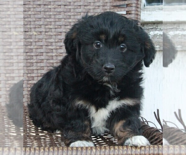 Medium Photo #2 Aussiedoodle Miniature  Puppy For Sale in FREDERICKSBURG, OH, USA