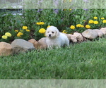 Small Photo #22 Bichon Frise Puppy For Sale in HUMBOLDT, IL, USA