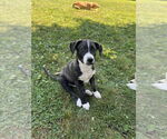 Small #3 Sheprador