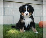 Puppy Roxi Bernese Mountain Dog