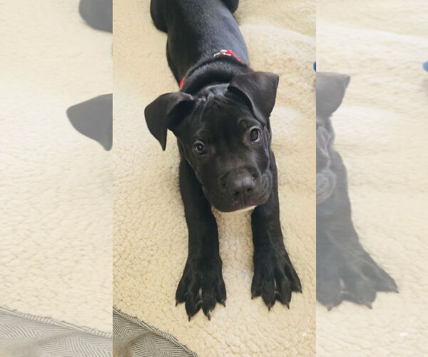 Medium Photo #5 Staffordshire Bull Terrier-Unknown Mix Puppy For Sale in Princeton, MN, USA