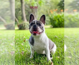 Mother of the French Bulldog puppies born on 10/18/2021