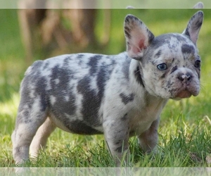 French Bulldog Puppy for sale in BOSTON, MA, USA