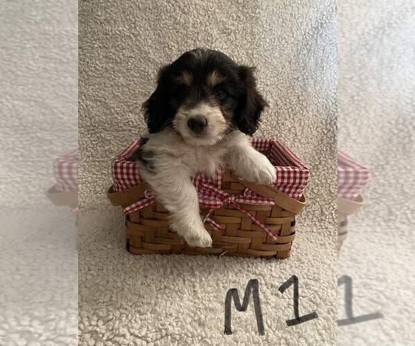 Medium Photo #2 Aussiedoodle Miniature  Puppy For Sale in ELMWOOD, WI, USA