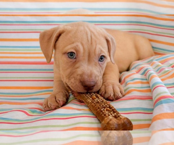 Medium Photo #1 Muscle Mastiff Puppy For Sale in Pompano Beach , FL, USA