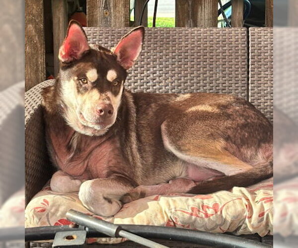 Medium Photo #2 Siberian Husky-Unknown Mix Puppy For Sale in Omaha, NE, USA