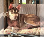 Small #1 Siberian Husky Mix