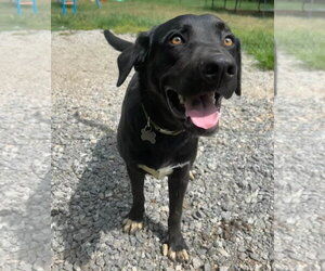 Mutt Dogs for adoption in Holly Springs, NC, USA