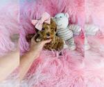Small #7 Poodle (Toy)