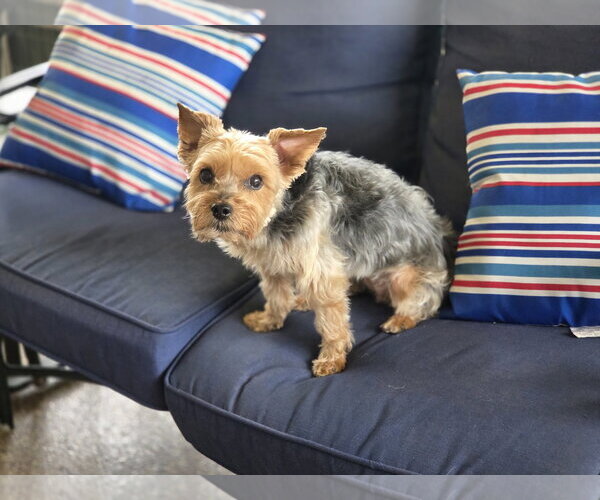 Medium Photo #1 Mutt Puppy For Sale in Spring, TX, USA