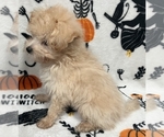 Puppy Jason Pomeranian-Poodle (Toy) Mix