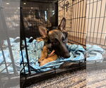 Small #1 German Shepherd Dog