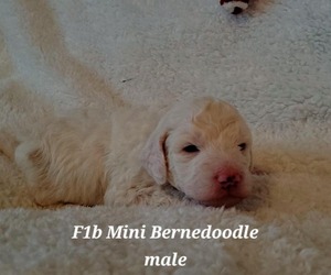 Bernedoodle (Miniature) Puppy for sale in ELKHART, IA, USA