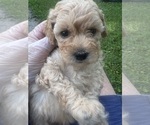 Small #6 Goldendoodle (Miniature)