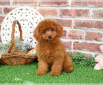 Small #19 Cavapoo (Miniature)