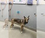Small German Shepherd Dog Mix